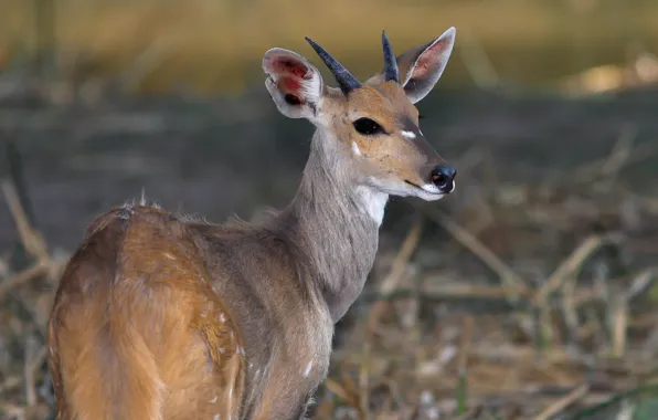 Взгляд, Африка, молодой самец, Бушбок (Tragelaphus scriptus)