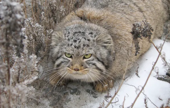 Кот, палласов, манул