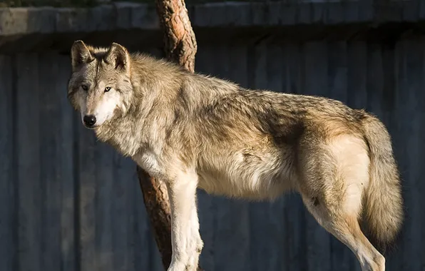 Картинка nature, predator, animal, wolf, wildlife, Canis lupus, portrait.