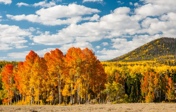 Картинка осень, лес, листья, деревья, желтые, холм