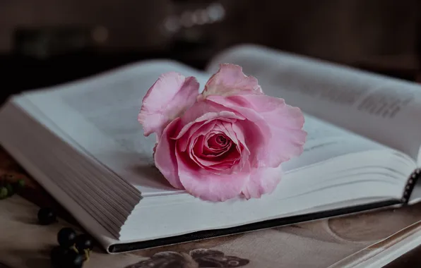 Цветок, темный фон, стол, розовая, роза, книга, натюрморт, страницы