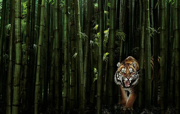 Картинка зелень, тигр, 149, бамбук
