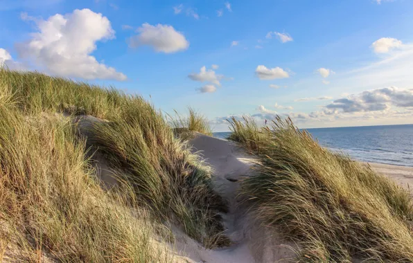 Sunset, dune, denmark, north sea