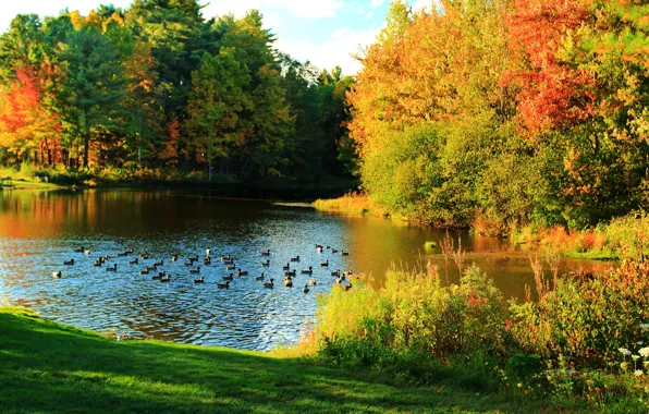 Пруд, утки, colors, Осень, nature, autumn, pond, duck