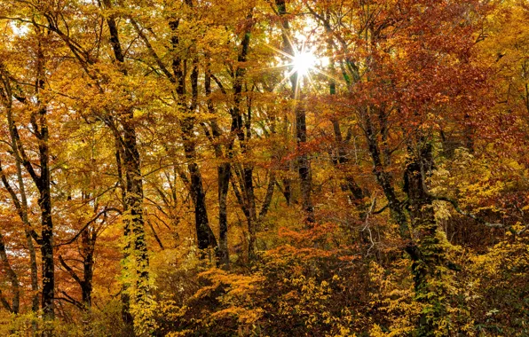 Осень, лес, солнце, деревья, желтая листва