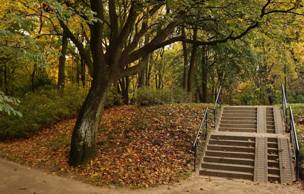 Park, tree, stairs