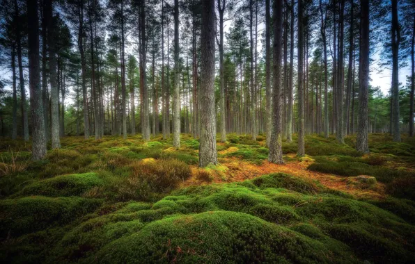 Картинка лес, Шотландия, Scotland, Perthshire