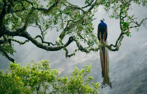 Дерево, птица, краски, ветка, перья, Шри-Ланка, Национальный парк Яла, индийская павлин