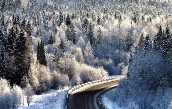 Картинка зима, иней, дорога, лес