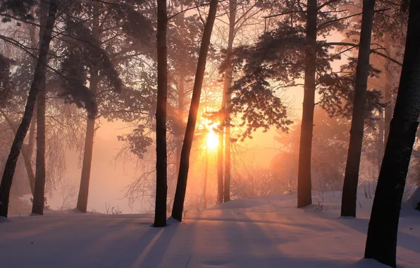 Картинка зима, лес, снег, закат