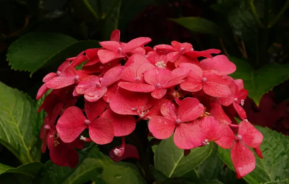 Flower, hydrangea, blooming