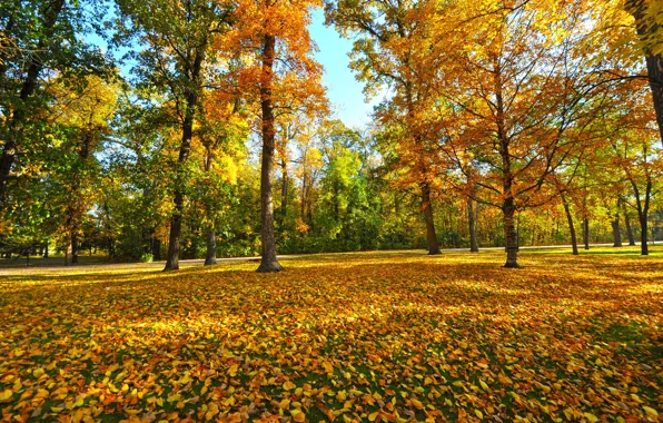 Картинка осень, листья, деревья, парк