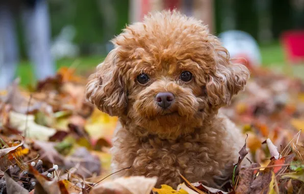 Взгляд, листья, собака, щенок, пудель