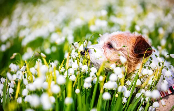 Картинка природа, собака, весна