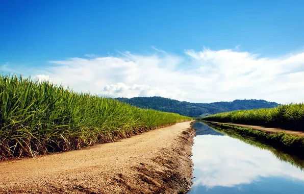 Зелень, вода, поля, канал, Sugarcane Fields, сахарный тростник