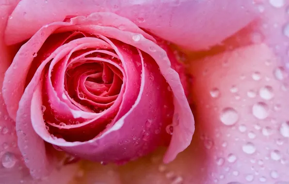 Картинка цветок, капли, макро, розовая, роза, лепестки