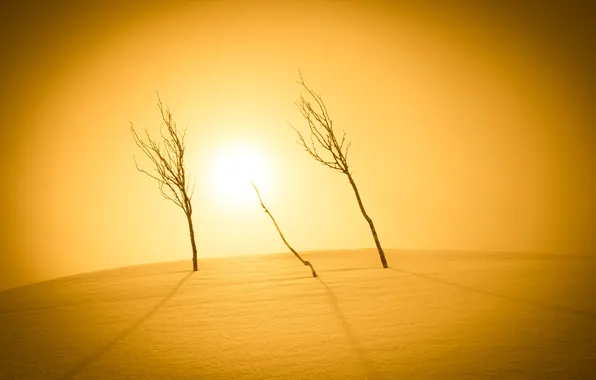 Картинка свет, снег, деревья