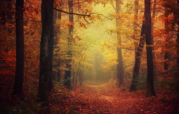 Forest, autumn, leaves, fog, way, pathway, autumn colors, path