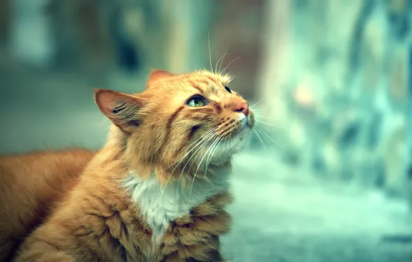 Картинка кошка, взгляд, улица, день, смотрит, cat