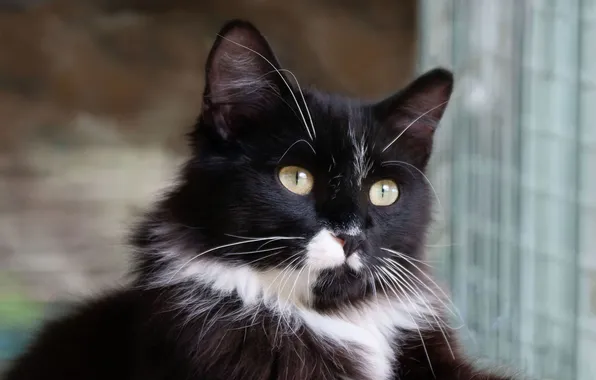 Кошка, кот, взгляд, поза, котенок, черно-белый, черный, портрет