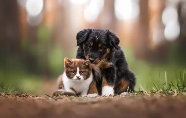 Язык, кошка, взгляд, природа, поза, котенок, поляна, черный