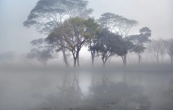 Картинка деревья, туман, озеро, гладь, камни