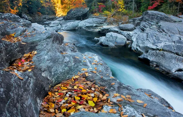Осень, лес, листья, вода, деревья, природа, река, камни