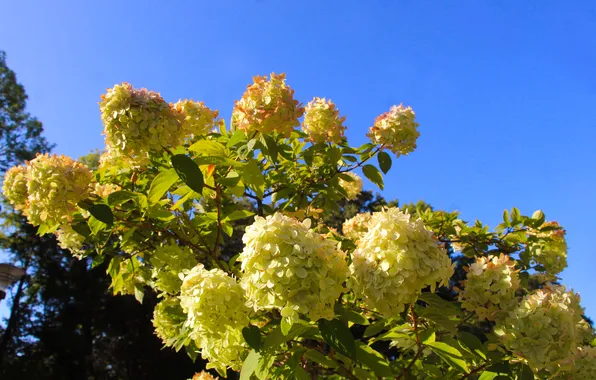 White, flower, sky, blue, hortensja