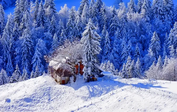 Картинка снег, деревья, Зима, домик, тропинка