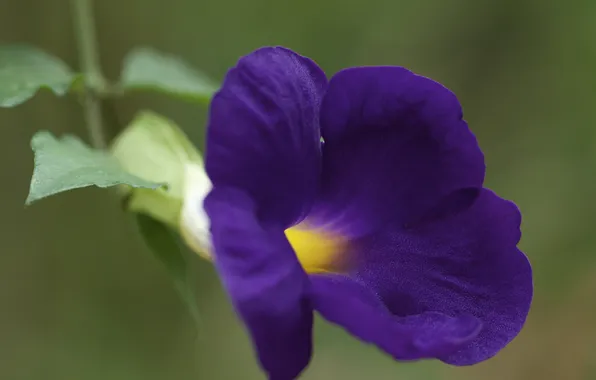 Картинка цветок, фиолетовый, петунья