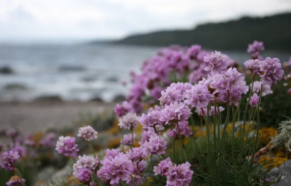 Картинка пляж, вода, пасмурно, берег, Цветы, лиловые цветы, фиолетовые цветы, сиреневые цветы