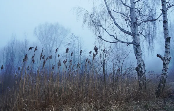 Dark, forest, autumn, fog