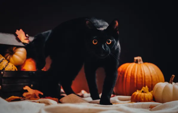 Осень, кошка, кот, взгляд, поза, листва, тыквы, тыква
