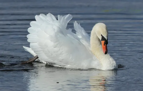 Птица, лебедь, водоем