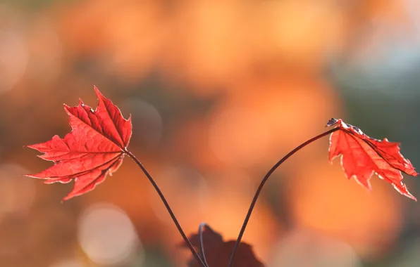 Осень, листья, природа, краски