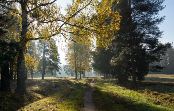 Картинка осень, солнце, утро, павловск