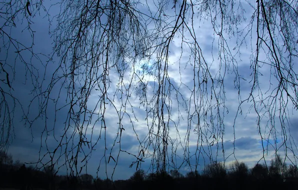 Dark, sky, cloud, twig
