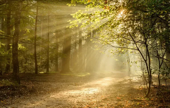 Картинка осень, лес, лучи, свет, деревья, тропа, Нидерланды, Netherlands