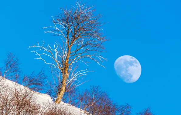 Картинка зима, небо, снег, пейзаж, дерево, Луна, склон