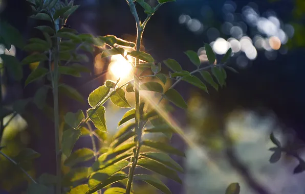 Листья, солнце, растение, солнечные лучи