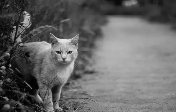 Кошка, Кот, Cat, Animal, Градации серого
