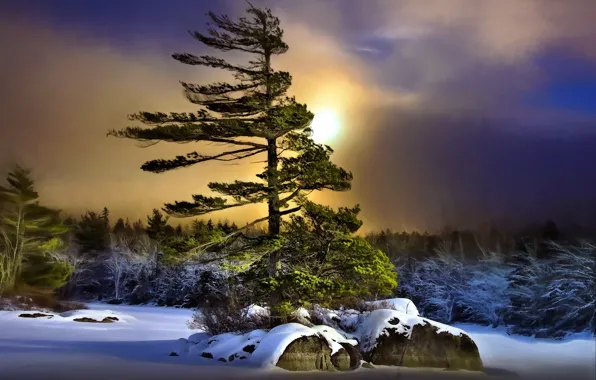 Картинка зима, ночь, дерево