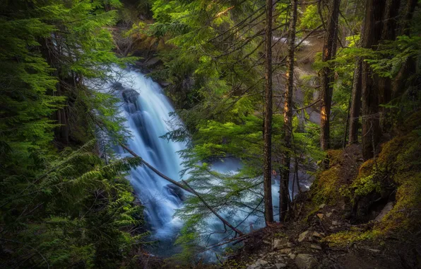 Картинка лес, деревья, водопад, Орегон