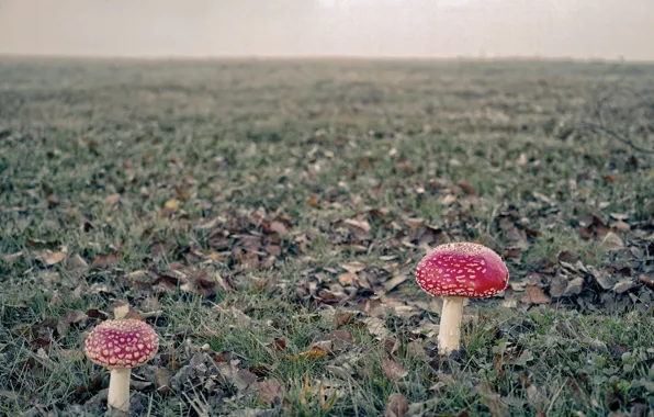 Поле, природа, грибы