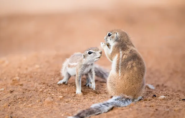 Картинка природа, фон, Southern African ground squirrels