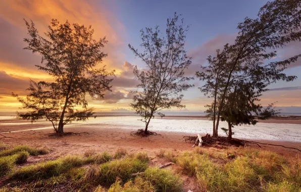 Небо, деревья, закат