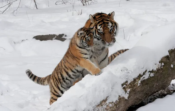 Картинка кошка, снег, тигр, семья, пара, детёныш, котёнок, тигрица