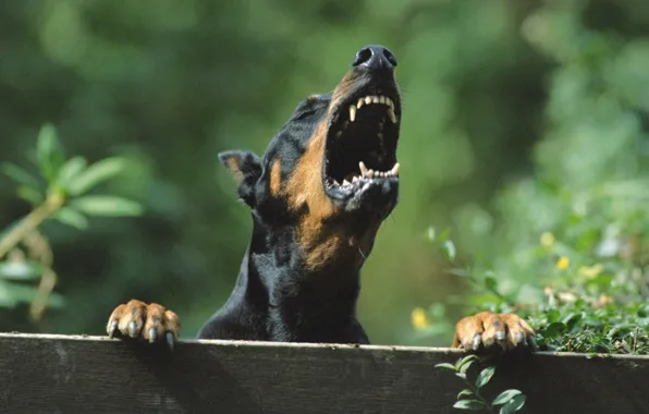 Картинка dog, animal, wild