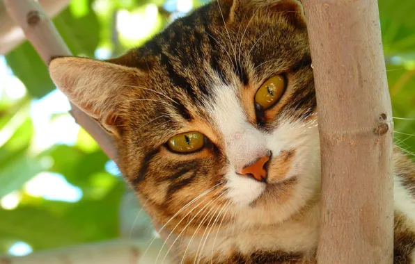Зелень, кошка, лето, кот, взгляд, листья, крупный план, природа