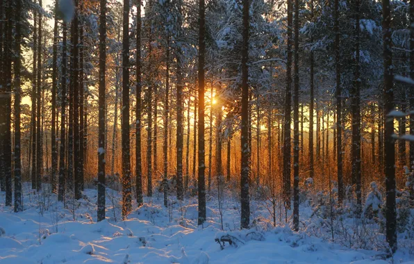 Картинка зима, лес, трава, снег, деревья, закат, сухая